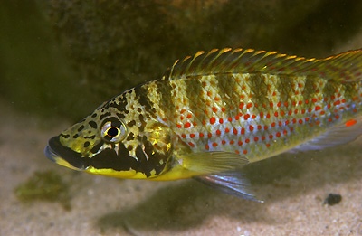 Shuja horei 'Kalambo Lodge'